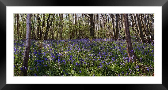 Bluebell Wood Framed Mounted Print by Stuart Gennery