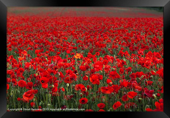 Field of Poppies Framed Print by Stuart Gennery
