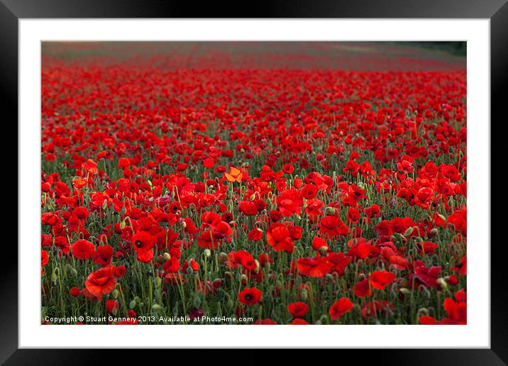Field of Poppies Framed Mounted Print by Stuart Gennery