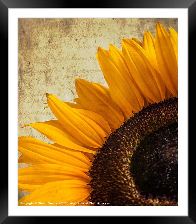 Textured Sunflower Framed Mounted Print by Stuart Gennery