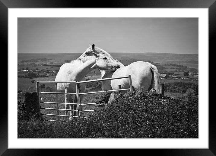 Equinity Framed Mounted Print by ian staves