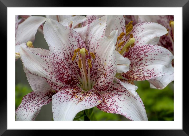Red and white lilies. Framed Mounted Print by Ian Mitchell