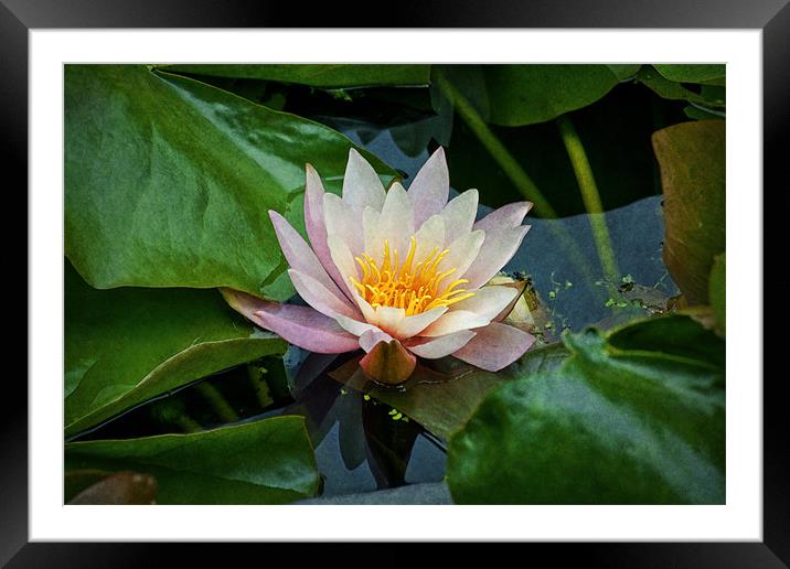 Water Lilly Framed Mounted Print by Ian Mitchell