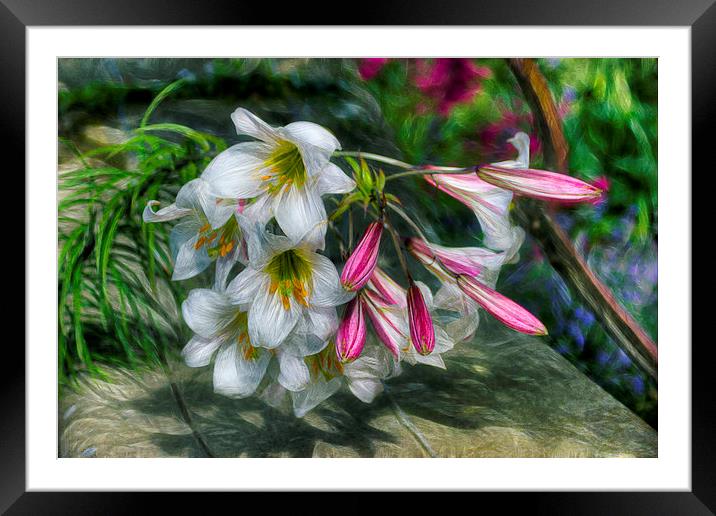 Summer Lilies  Framed Mounted Print by Ian Mitchell
