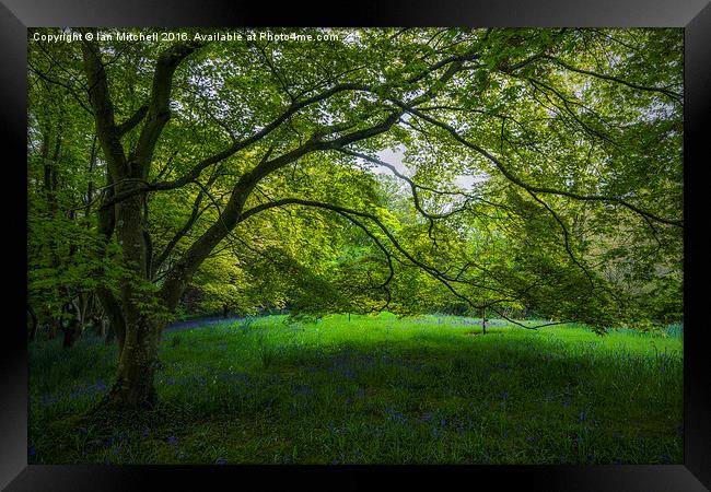  Bluebell Meadow Framed Print by Ian Mitchell