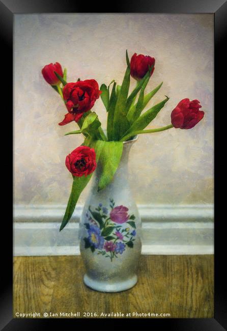Tulip Love Framed Print by Ian Mitchell
