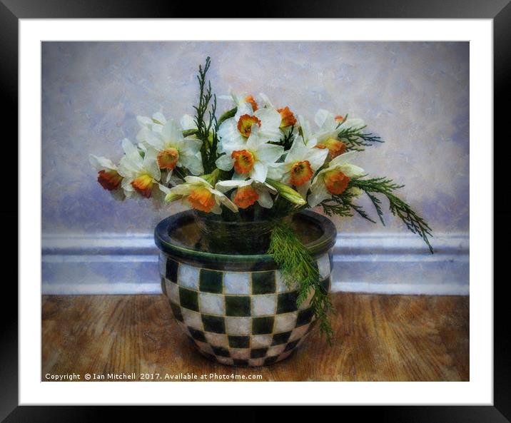 Spring Daffodils Framed Mounted Print by Ian Mitchell