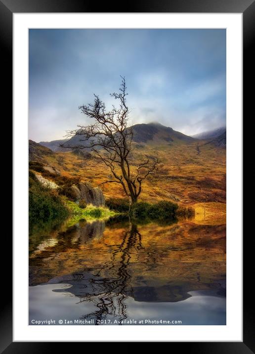 Lone Tree Framed Mounted Print by Ian Mitchell