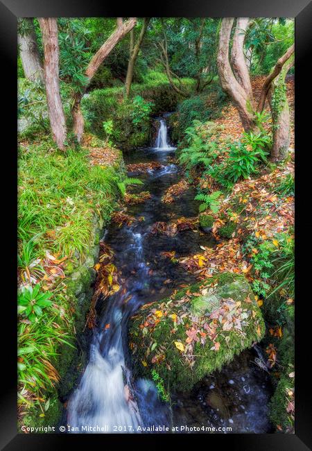 Autumn Forest Stream Framed Print by Ian Mitchell