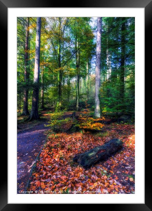 Autumn Forest Framed Mounted Print by Ian Mitchell