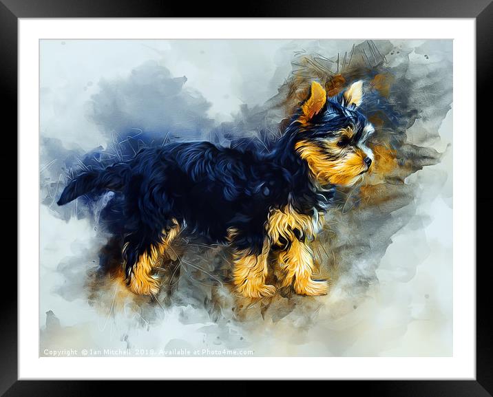 Yorkshire Terrier Framed Mounted Print by Ian Mitchell