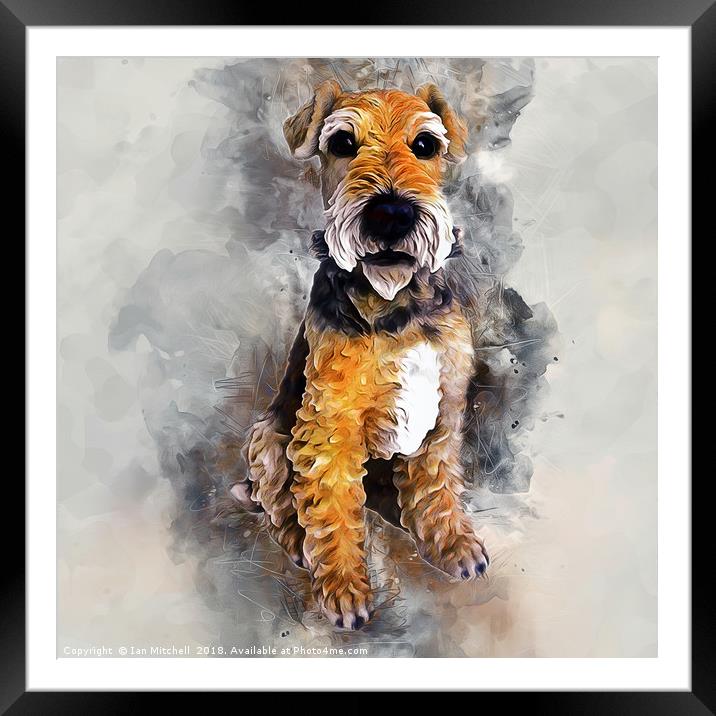 Patterdale Terrier Framed Mounted Print by Ian Mitchell