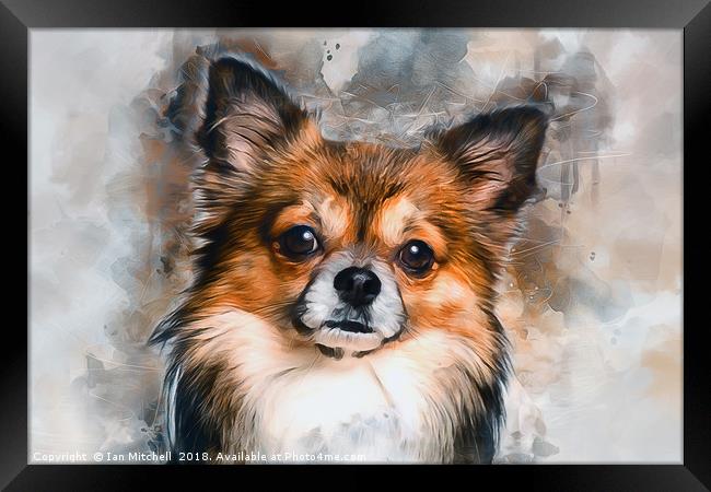 Chihuahua Framed Print by Ian Mitchell