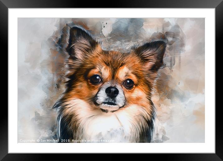 Chihuahua Framed Mounted Print by Ian Mitchell