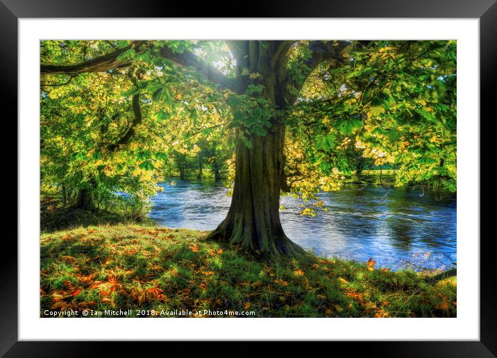 Shades of Autumn Framed Mounted Print by Ian Mitchell