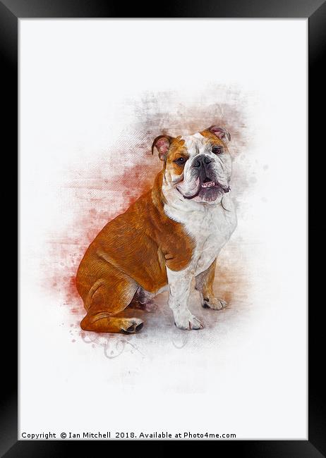 Bulldog Framed Print by Ian Mitchell