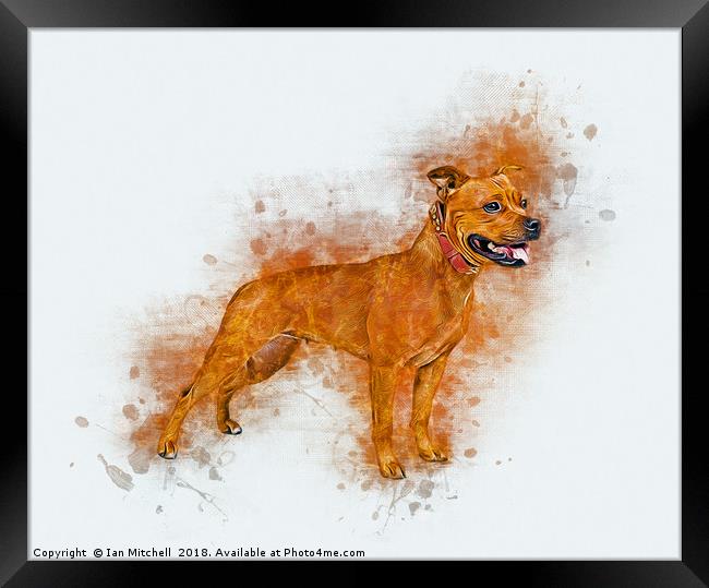 Staffordshire Bull Terrier Framed Print by Ian Mitchell