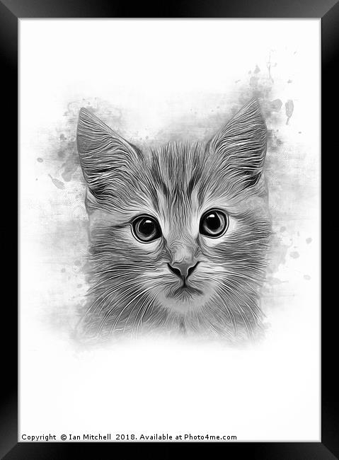 Cat Portrait Framed Print by Ian Mitchell