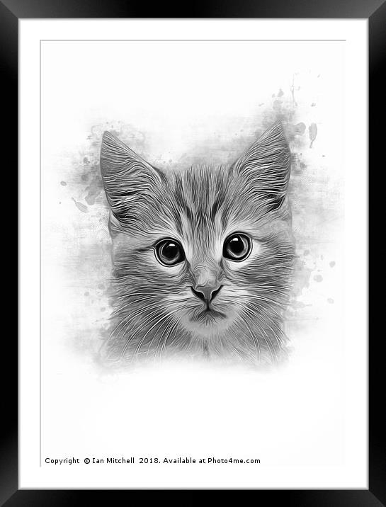 Cat Portrait Framed Mounted Print by Ian Mitchell