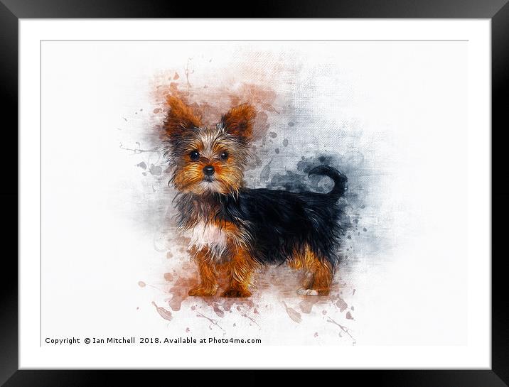 Yorkshire Terrier Framed Mounted Print by Ian Mitchell