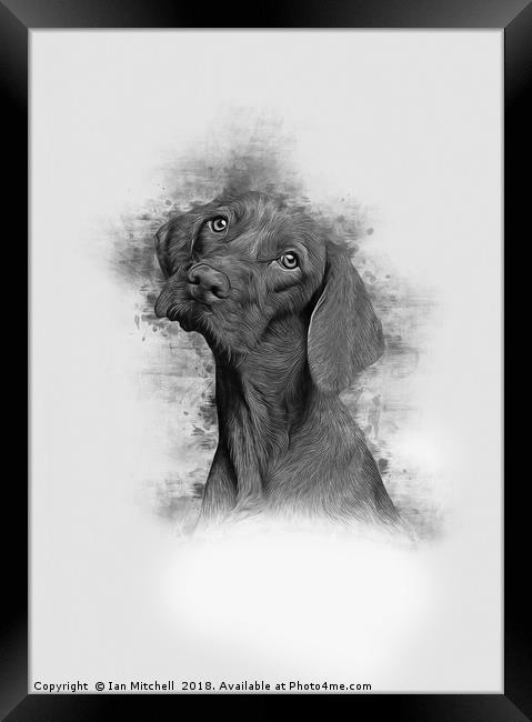 Mans Best Friend Framed Print by Ian Mitchell