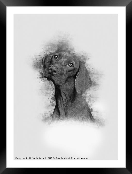 Mans Best Friend Framed Mounted Print by Ian Mitchell