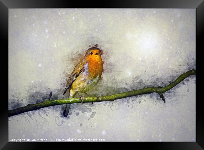 Winter Robin Framed Print by Ian Mitchell