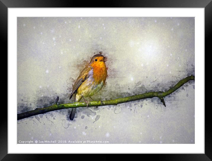 Winter Robin Framed Mounted Print by Ian Mitchell