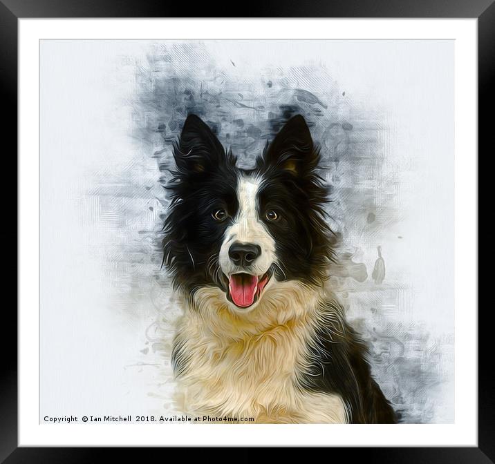 Border Collie Art Framed Mounted Print by Ian Mitchell