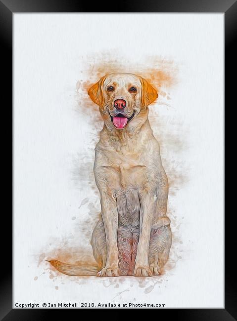 Labrador Retriever Framed Print by Ian Mitchell