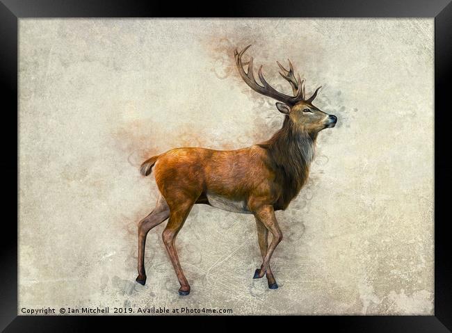 Elk Art Framed Print by Ian Mitchell
