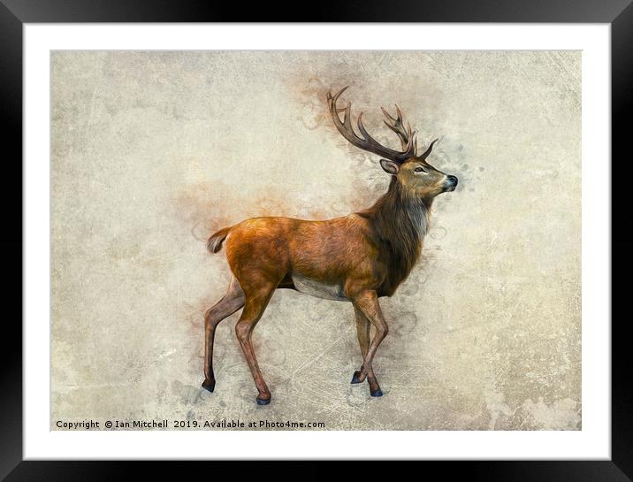 Elk Art Framed Mounted Print by Ian Mitchell