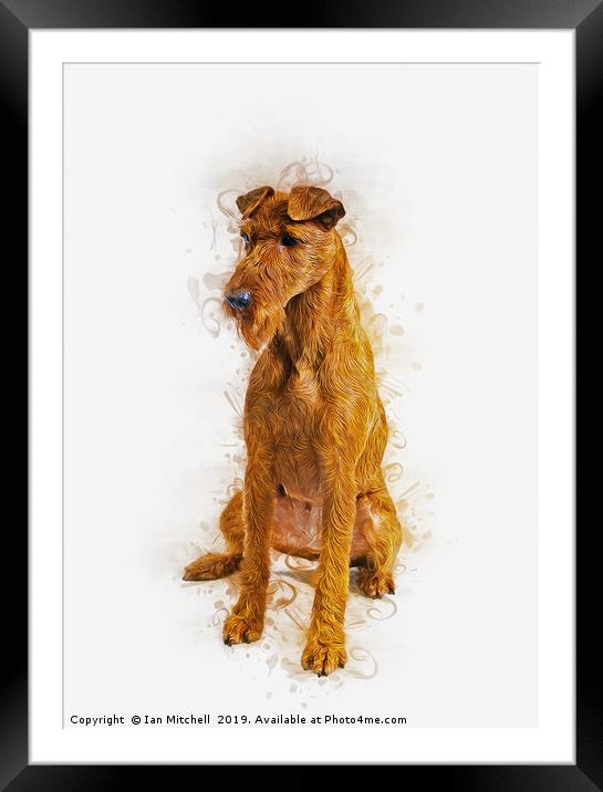 Irish Terrier Framed Mounted Print by Ian Mitchell