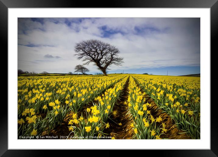 Daffodil Field Framed Mounted Print by Ian Mitchell