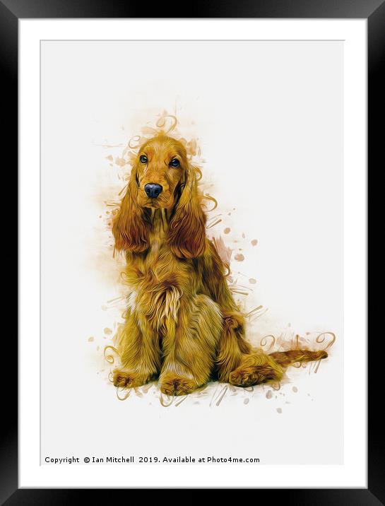 English Cocker Spaniel Framed Mounted Print by Ian Mitchell
