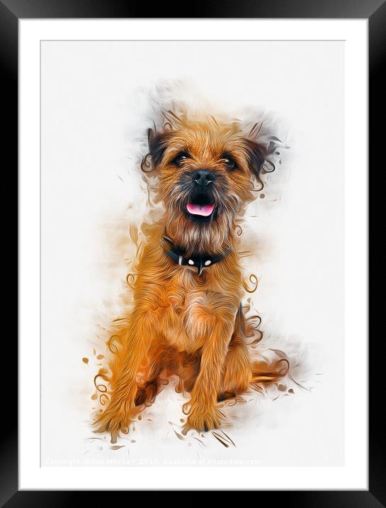  Border Terrier Framed Mounted Print by Ian Mitchell
