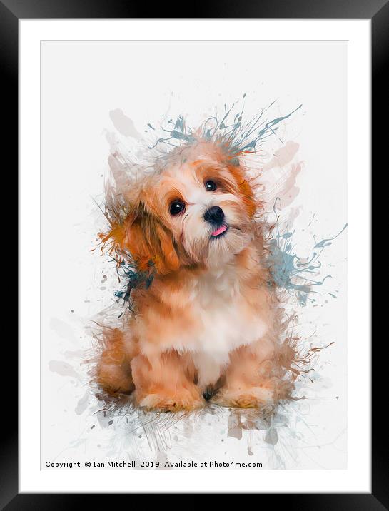 Maltese Dog Framed Mounted Print by Ian Mitchell