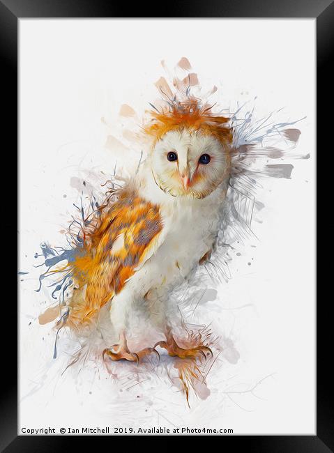 Barn Owl Painting Framed Print by Ian Mitchell
