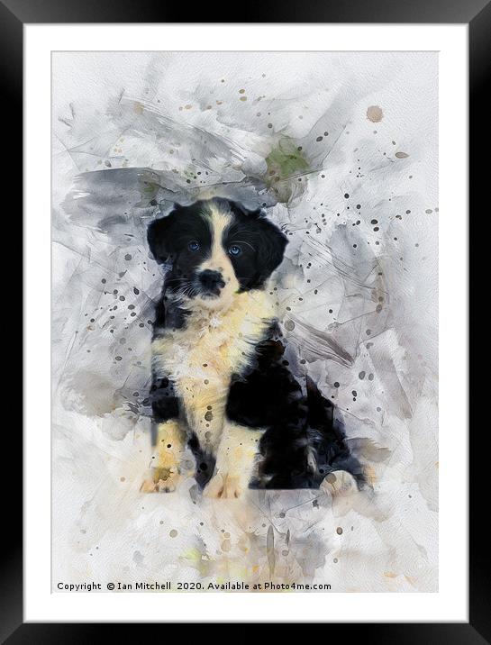 Border Collie Puppy Framed Mounted Print by Ian Mitchell