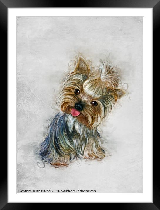 Yorkshire Terrier Art Framed Mounted Print by Ian Mitchell