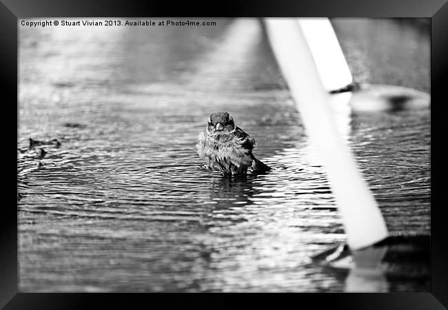 Sparrow in the Fountain Framed Print by Stuart Vivian