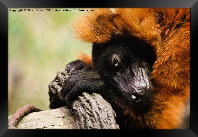 Red Ruffed Lemur Framed Print by Stuart Vivian
