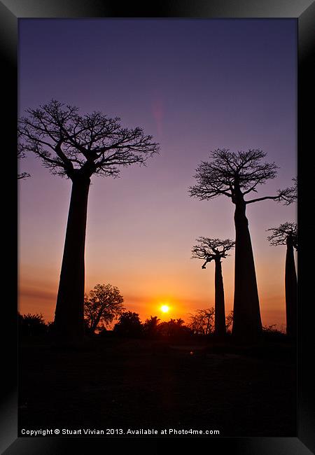 Madagascar Baobabs Framed Print by Stuart Vivian