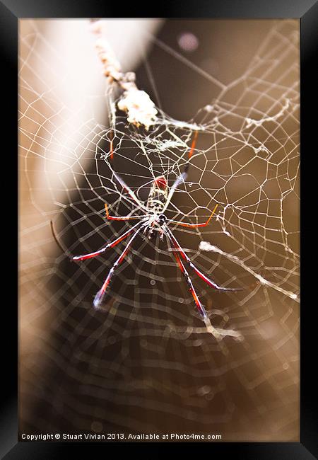 Madagascar Spider Framed Print by Stuart Vivian