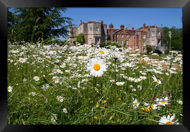 Mottisfont Daisies Framed Print by John Piper