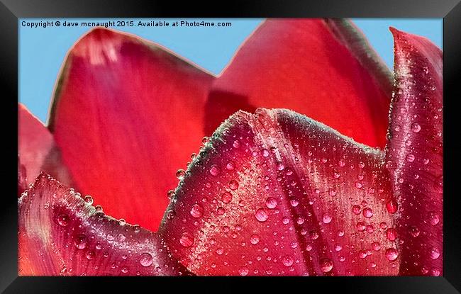  Waterdrops on Tulip Framed Print by dave mcnaught