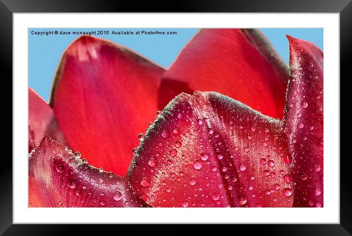  Waterdrops on Tulip Framed Mounted Print by dave mcnaught