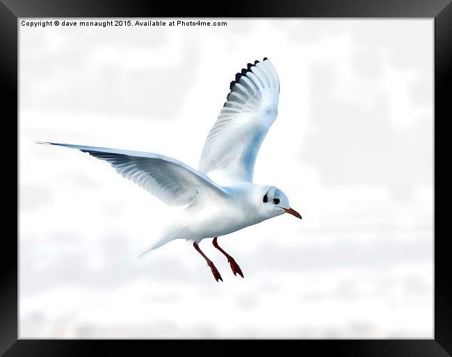  Gull in flight Framed Print by dave mcnaught