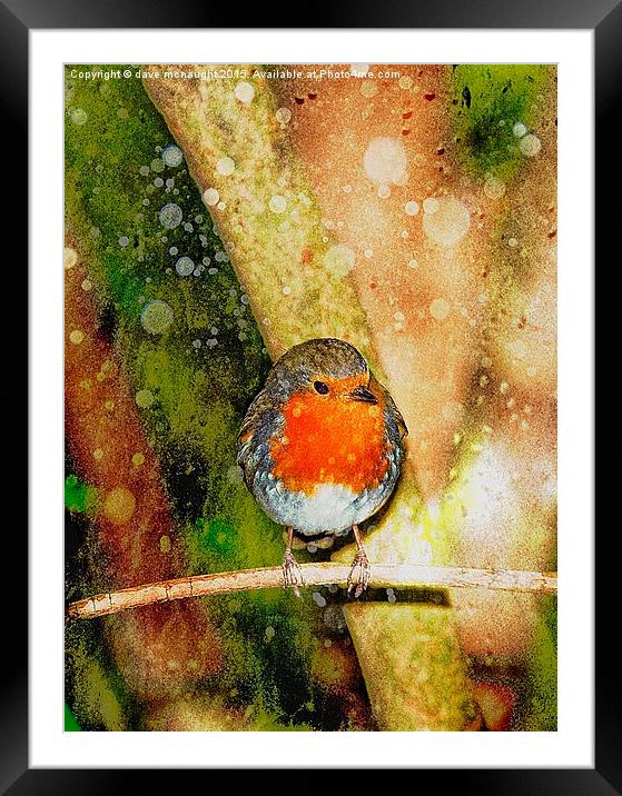  Beautiful Robin Framed Mounted Print by dave mcnaught