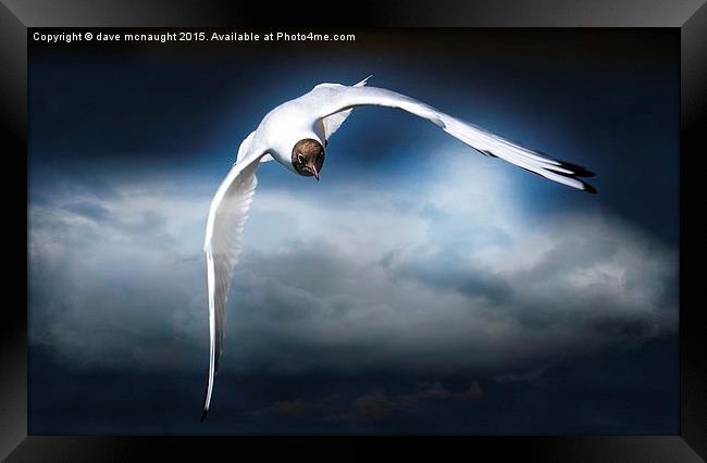 Flight of the Gull Framed Print by dave mcnaught